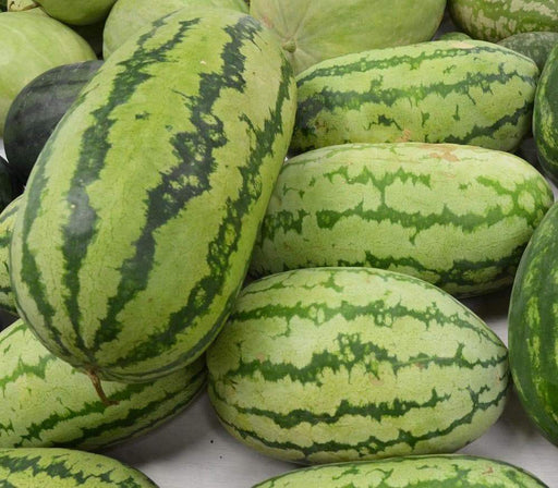 Watermelon Seeds,'Congo'- Non-GMO Heirloom Large fruit,30 to 50 lbs ! - Caribbeangardenseed