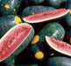 Watermelon seeds -- Moon & Stars - Red ~ Certified Organic ~ Non-GMO Heirloom Seeds - Caribbeangardenseed