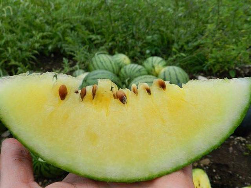 Petite Yellow Watermelon seeds - Non-GMO Heirloom ,-Yellow Flesh - Caribbeangardenseed