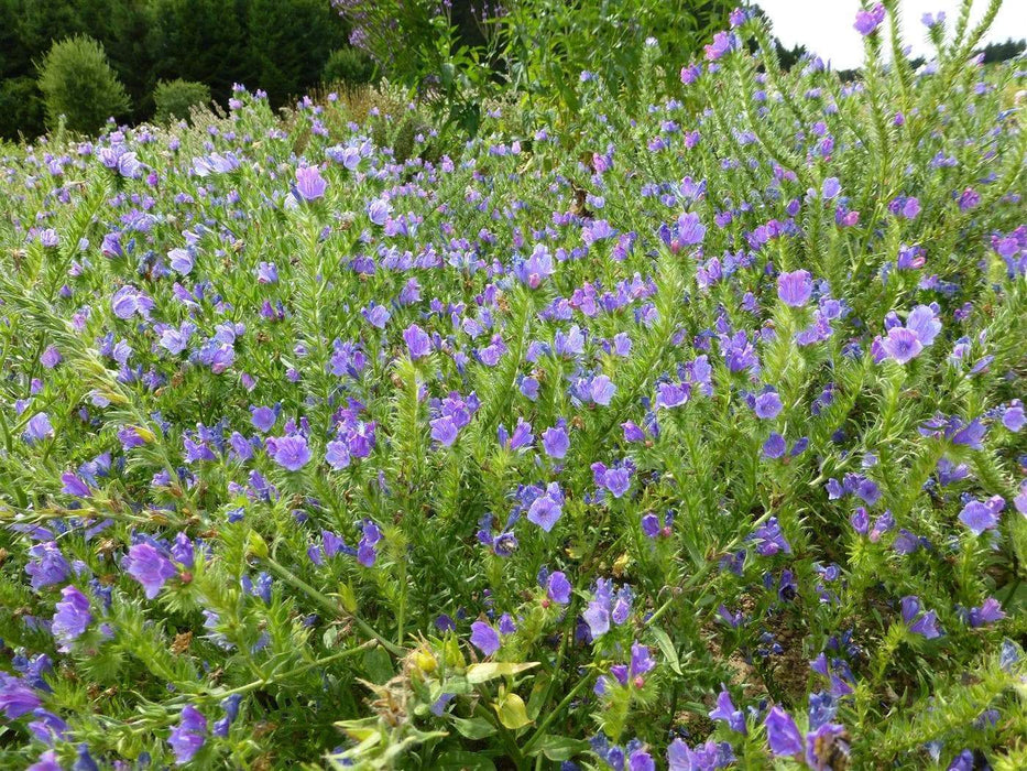 Viper's Bugloss Flowers Seeds (Echium Plantagineum) - Blue Bedder,Biennial ,Zones: 3 - 8 - Caribbeangardenseed