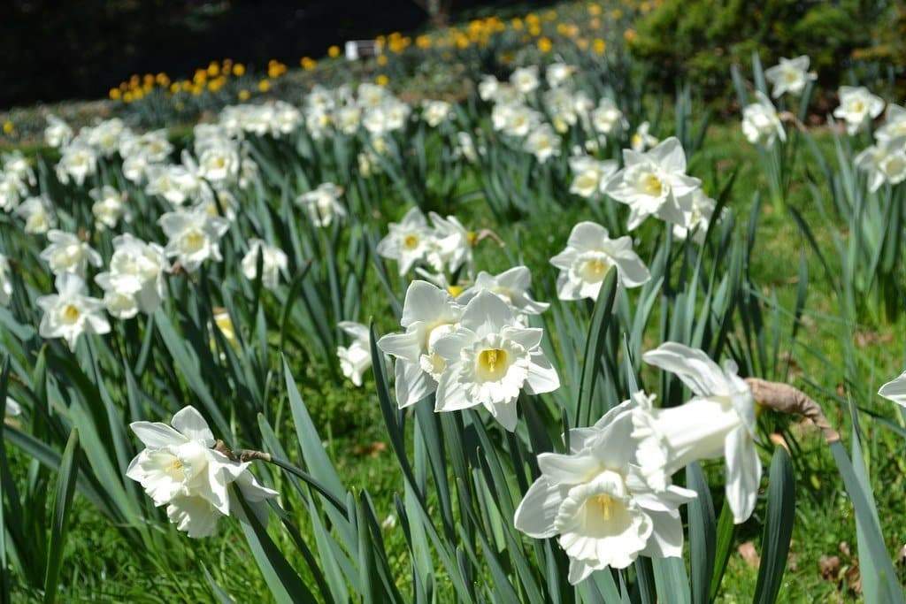 Mount Hood Daffodil Bulbs, Excellent Naturalizer - Caribbeangardenseed