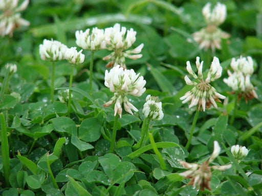 White Dutch Clover Seeds,Lawn alternative,Cover crop ,Ground cover,Erosion control ! - Caribbeangardenseed