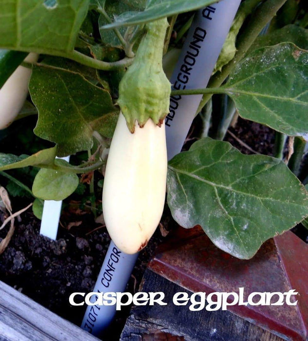 White Eggplant Seeds ," Casper " From France, Solanum melongena, vegetable Seeds - Caribbeangardenseed