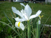 Dutch iris White Excelsior (fall planting Bulbs) - Caribbeangardenseed