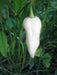White Ghost Chili/ Bhut Jolokia ,also known as Naga Jolokia, Naga Morich - Caribbeangardenseed