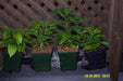 GIANT White Habanero, Pepper Seeds (capsicum chinense) - Caribbeangardenseed