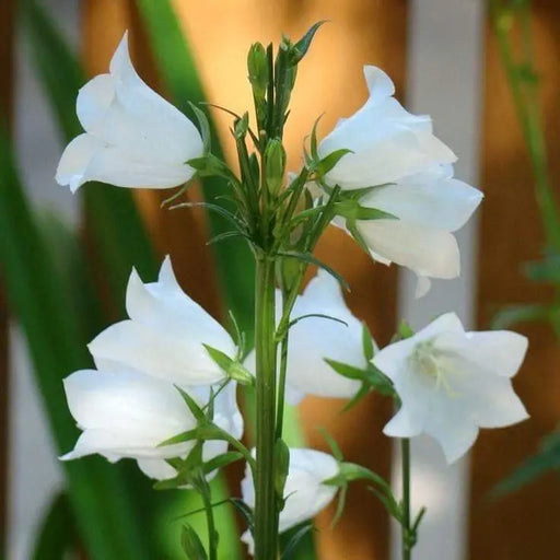 White single Canterbury Bells,CAMPANULA medium ,Cup and Saucer Seeds - Caribbeangardenseed