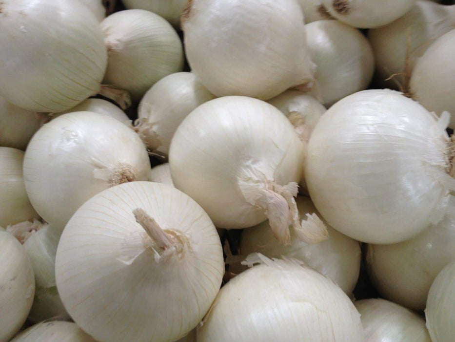 White Sweet Spanish Onion Seed ,Spring, late Summer or Fall, Asian Vegetable - Caribbeangardenseed