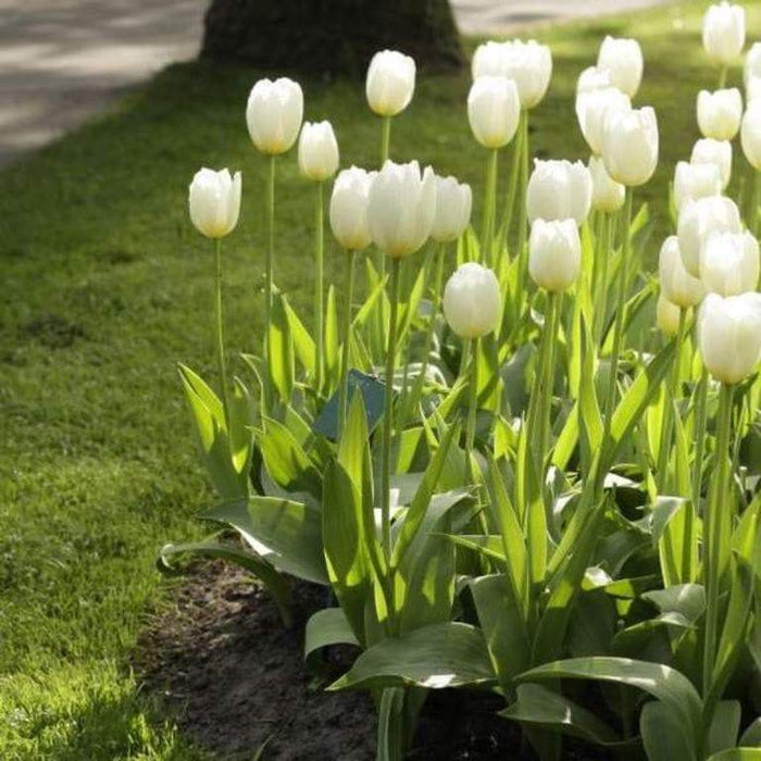 White Triumph Tulips Pays Bas (Bulbs),12/+cm - Caribbeangardenseed