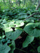 Wild ginger (Asarum canadense) Seeds ,vigorous groundcover, Perennial. - Caribbeangardenseed