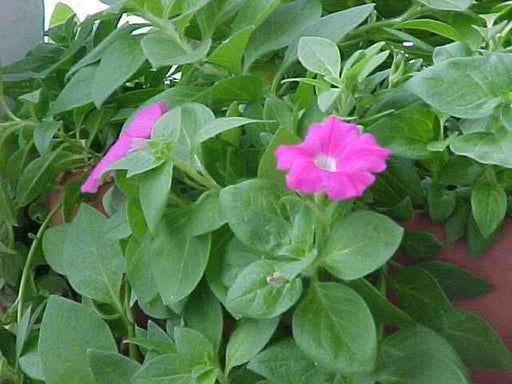 Wild Petunia flowers seed,Great in hanging ,Garden Bed,and planters. Perennial - Caribbeangardenseed