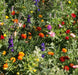 Wildflowers - Shady Lane Mix - Different Species ,Annual /Perennial - Caribbeangardenseed