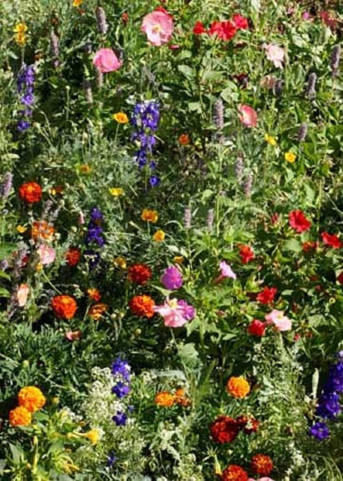 Wildflowers - Shady Lane Mix - Different Species ,Annual /Perennial - Caribbeangardenseed