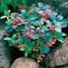 Wintergreen Seeds - Beautiful Ground Cover - Perennial - Gaultheria Procumbens ! USDA Zones: 4 - 8 - Caribbeangardenseed