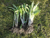 WILD GARLIC Seeds (Allium canadense ) ,Fragrance Herb,Repel Pests, - Caribbeangardenseed