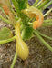 Yellow Crookneck Summer Squash, easy-to-grow, - Caribbeangardenseed