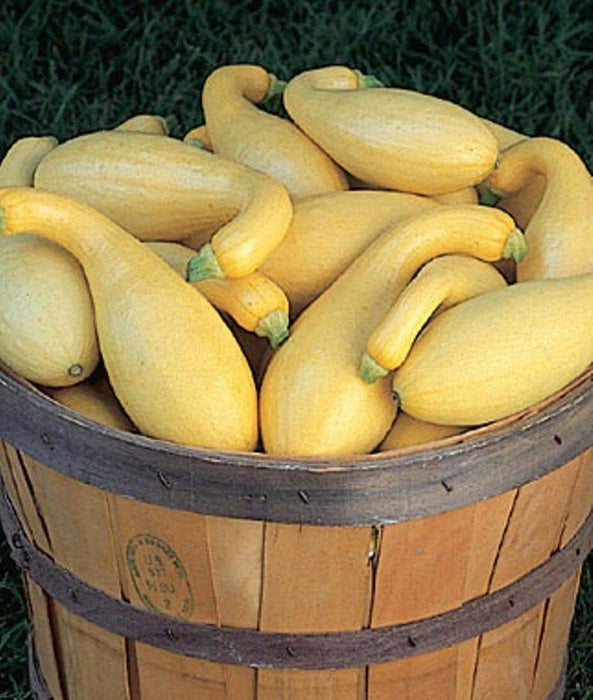 Yellow Crookneck Summer Squash, easy-to-grow, - Caribbeangardenseed