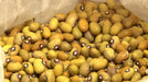 Bambara groundnut bean AKA, African Yellow Beans - Caribbeangardenseed