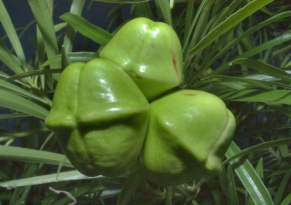 Yellow Oleander Seed ,(Thevetia Peruviana) Lucky Nut - Rare Tropical Shrub - Caribbeangardenseed