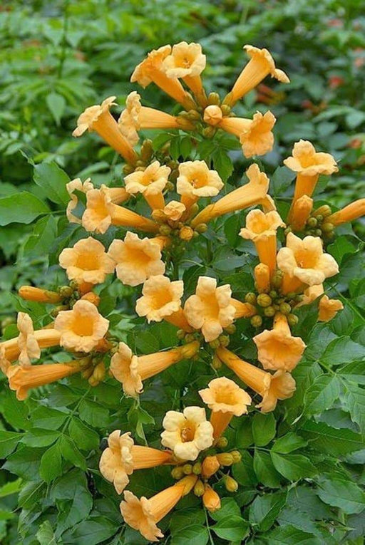 Yellow Trumpet Vine Creeper Seeds - Campsis radicans 'Flava' - Hummingbird favorite ! - Caribbeangardenseed