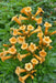 Yellow Trumpet Vine Creeper Seeds - Campsis radicans 'Flava' - Hummingbird favorite ! - Caribbeangardenseed