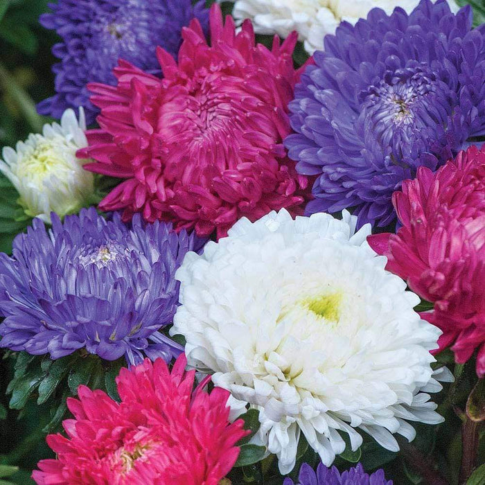 Aster Flowers Seed, - Milady Mix ,double blooms - Caribbeangardenseed