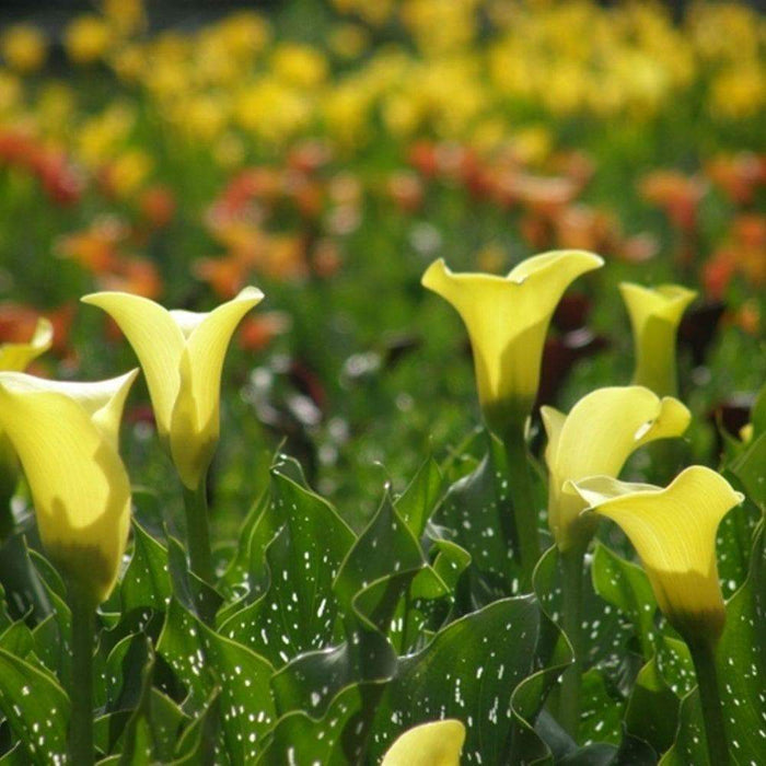 Calla Lily Florex Gold'( Bulbs) GREAT HOUSE PLANT - Caribbeangardenseed