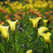 Calla Lily Florex Gold'( Bulbs) GREAT HOUSE PLANT - Caribbeangardenseed