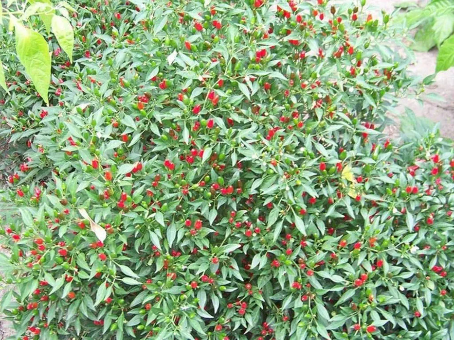 Zimbabwe Birds Pepper seeds (Capsicum Annum) AlKA,Piri Piri,VERY HOT, - Caribbeangardenseed
