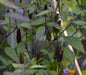PEPPER Seeds, ZIMBABWE BLACK, Capsicum annuum, edible ornamental,fiery hot. - Caribbeangardenseed