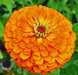 Zinnia Elegans 'Orange King'-FLOWERS SEED - Caribbeangardenseed