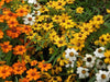 Zinnia Flowers Seed Classic mix,Orange/White/Yellow - Caribbeangardenseed